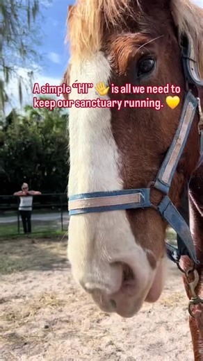 Our new rescue Bonnie, look at this AMAZING transformation! You know when she was worked so hard by the Amish she never got treatment like this! Hopefully, soon she will realize that she is safe for the rest of her life! Thank you • #horses #horsesoftiktok #horserescue #gelding #ReTokforNature