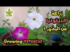 زراعة البيتونيا من البذور في المنزل | Growing petunias from seeds at home