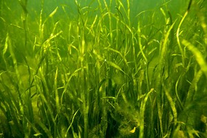 Underwater Grasses