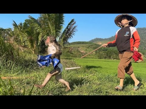 Monkey Abu stubbornly wanted to take a relaxing bath outdoors, Mom s anger