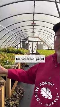 What causes maple trees to change colors?