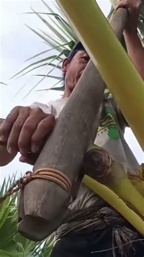 Expert coconut tree shoot bending for controlled growth 🌴🔧 #shorts