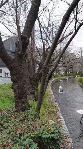 2026/3/19【京都購物景點】四条河原町：京都最熱鬧好逛的地方（含高瀨川賞櫻）