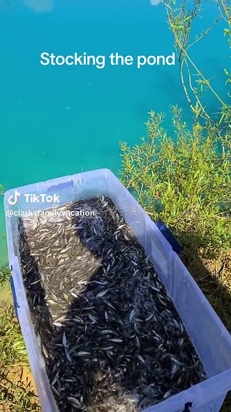 How to Stock Ponds: A Guide to Stocking Your Pond with Fish