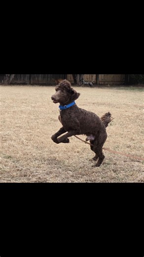 This sweet, handsome Standard Poodle, Boomer, joined The Chance Foundation a few days ago. He was extremely shy, nervous, under socialized and under handled. Today was the first day we were able to let him meet other dogs and as you can see....as I always say, "a good dog is another dog's best teacher". You can clearly see him begin to relax and start to enjoy. He will finally be able to be a dog! We were told he is six or seven months old and is a chocolate Standard Poodle. Contact us at 540-78