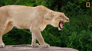 Where magic meets nature. ✨🌎 We're so excited to give our fans an inside look at our incredibly talented team of animal care experts and the animals they care for across Walt Disney World Resort. 🩺 Tune in TONIGHT to National Geographic TV at 8/7c to catch back-to-back episodes during the season two premiere of "Magic of Disney's Animal Kingdom"! | Disney's Animals, Science and Environment