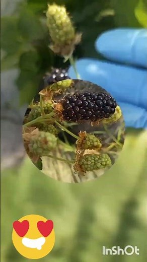 ブラックベリー」とは、木イチゴの仲間で、バラ科キイチゴ属の赤い実の植物です甘酸っぱい味わいが特徴で生食のほかジャムやケーキなどに加工して楽しまれます健康や美容にも良いと注目ポリフェノールが豊富に含まれ