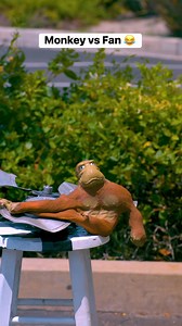 149K views · 504 reactions | The indestructible monkey  | SupEfron | Facebook