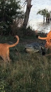 Animal Planet TV on Reels