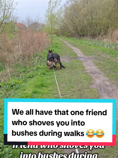 We all have that one friend who shoves you into bushes during walks 😂😂🤣🤣#gsdoftiktok #Percy #Lora #germanshepherd #germenshepherdpuppy