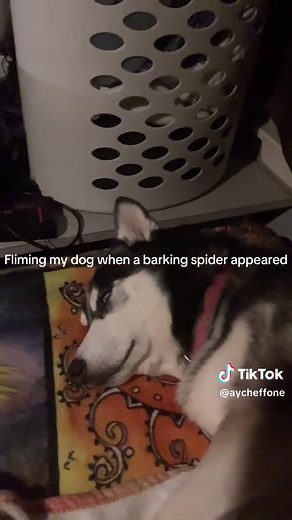 Barking Spider: Unraveling the Mystery Behind the Sounds