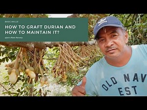Learn the basic on how to GRAFT DURIAN and how to maintain it?