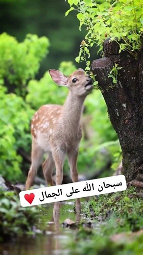 شاهد ! جمال الغزالة الرائع ( سبحان الله )