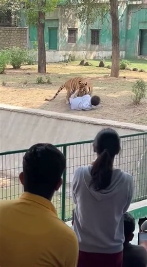 Tiger Encounter In Delhi Zoo India #tiger #encounter #sora #ai #india #animals