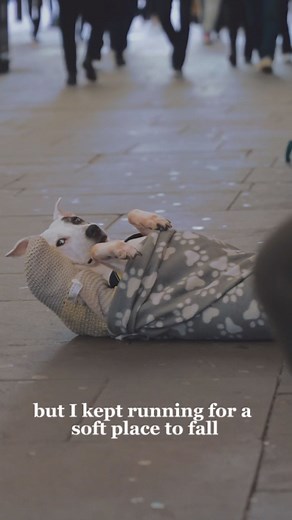 Tag a dog lover in the comments!!🥹 #busker #doglover #singer #runaway #cute | Liv Harland
