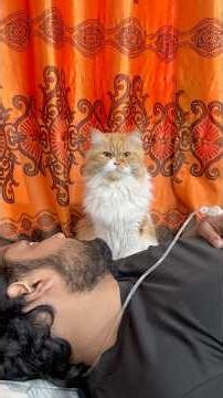 Unbelievable billu’s acting🫣🫣🫣 #catshorts #catvideo #sajidcat #cat #catcomedy #pets #catsworld