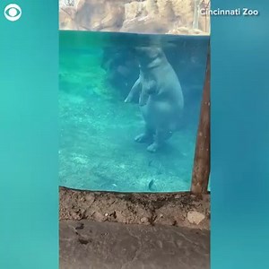 1.1M views · 4 comments | HIPPO ON TIPTOE: Fiona the hippo was caught on camera walking in her tank last week at the Cincinnati Zoo. She was probably munching something floating on top of the water, zoo personnel explained. It may have been leftovers from her food that day. | CBS Newspath | Facebook