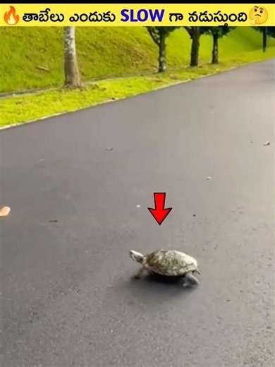 🔥తాబేలు ఎందుకు Slow గా నడుస్తుంది🤔#shorts #viral