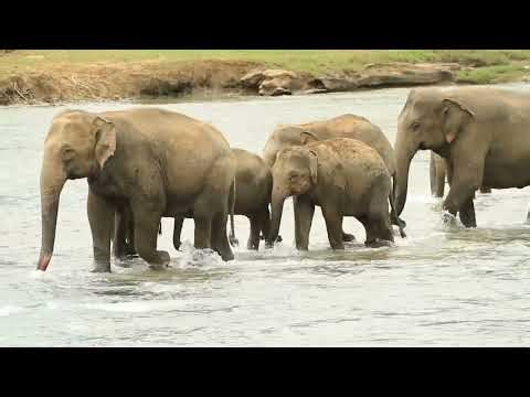 Epic Mud Creations: Forest Animals and Giant Tree Beasts Creatures in Mud