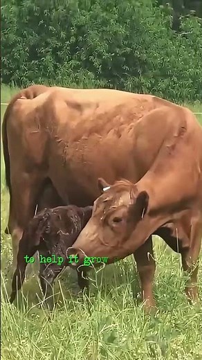 Best Cattle Breed for Small Farms #dextercattle #homesteading #grassfedbeef