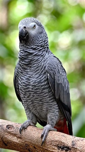 Timneh African Grey Parrot ASMR 🦜 Calm Chirping & Relaxing Nature Sounds