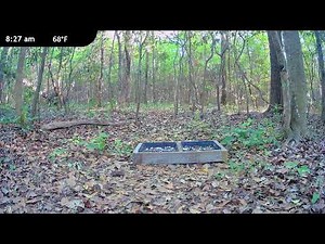 Critter Cam - Wildlife Live Cam - Deer, Fox, Raccoons, Possums and more!