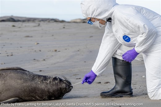 Elephant seal pup spotted in Santa Cruz