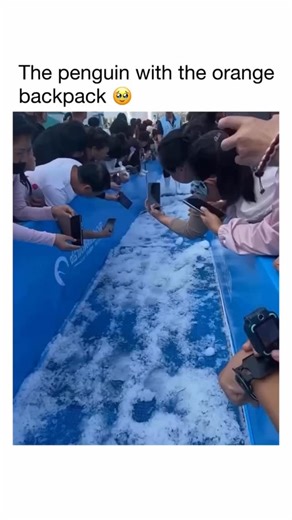 Commentspgllu on Instagram: "A penquin wearing a tinv orange backpack has melted hearts across the internet The adorable bird was spotted waddling proudly with its gear, and people can't get enough of it. Manv are calling it "the most fashionable penguin in the world." Follow for more @comments_pgllu_21"