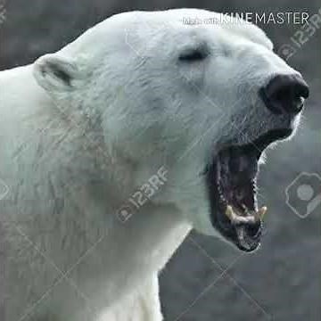 Polar Bear Growl 🐻 🔊