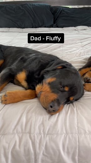 #fyp #foryou #rottweiler #dog #animal #fun