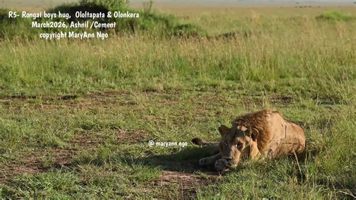 Affectionate Lion Brothers: Ololtapata, Olonkera & Kishindo