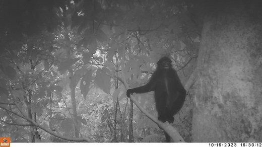 51K views · 564 reactions | [First record of Raffles’ Banded Langur...