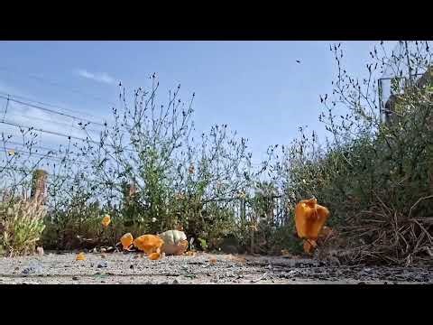 pumpkin explode! (nice slomo pumpkin smash)