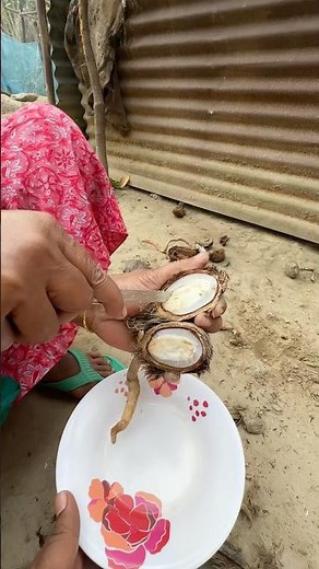 Have you ever seen what’s inside a palm seed? #shorts