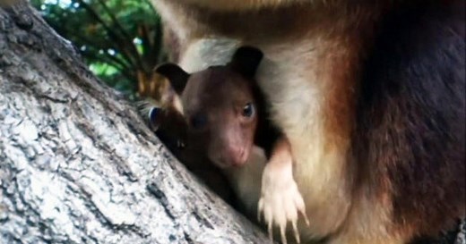 Newborn endangered kangaroo emerges from mother's pouch
