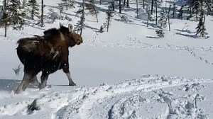 25K views · 260 reactions | This poor animal had absolutely no hope  | Screenshot | Facebook