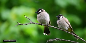 Are Fans Bad for Birds? (20 Answers You Need To Know) - Cold Geeks