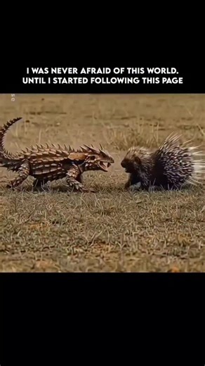 WildBlue_Planet on Instagram: "A sea sponge doesn’t have a brain, muscles, or a nervous system—yet it continuously pumps water through its body to survive. The entire structure is designed as a living filtration system. Water enters through thousands of tiny pores, where specialized cells called choanocytes beat their flagella to create a steady current. This motion acts like a microscopic pump, pulling water in, capturing food particles, and pushing clean water out through the top opening, the 