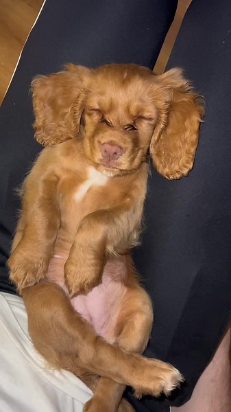 nala_thecockerspaniel on TikTok