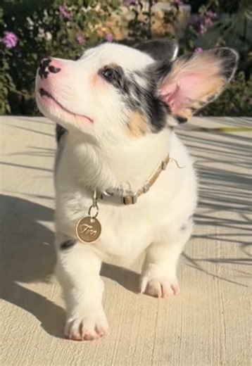 Corgi Model Behavior: Charming Dog Moments