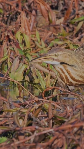 Some clips of the American Bittern from 11/15 | Gabe Clements