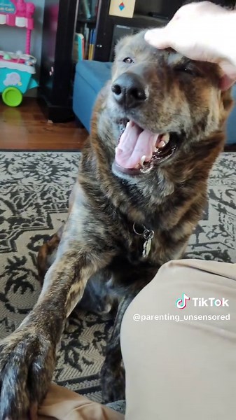 Understanding Dogs: Love and Loyalty Unleashed