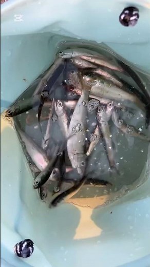 A big catch of anchovies using sabiki fishing! Fishing Max Mukogawa Store