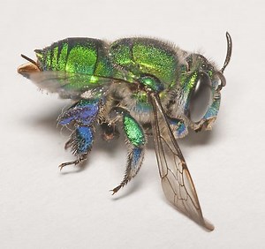 Augochlora pura - Alchetron, The Free Social Encyclopedia