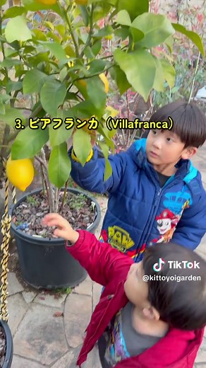 我が家で実がなったレモン4品種の特徴｜レモン選びの参考に 2026年1月 @kittoyoigarden 我が家で実がなったレモン4品種 リスボン／ユーレカ／ビアフランカ／璃の香（リノカ） いずれも「酸味が主役」のレモンですが、 酸の立ち方・苦味・香り(皮油)・果汁量には、 はっきりとした違いがあります。 ──────────────── 1. リスボン（Lisbon） 評価： 世界中で最も栽培されている「ザ・レモン」。 業務用・加工向きの王道の酸で、 レモン水や調味など果汁利用でも味がブレにくい。 酸味：非常に強い（シャープで直線的） 苦味：少なめ 香り：皮の精油香はやや控えめ 果汁：多い ──────────────── 2. ユーレカ（Eureka） 評価： リスボンと双璧をなす人気品種。 スーパーで見かけるレモンの多くがこれ。 皮を使う料理(ピール・輪切り)で香りを出したい場合に向く。 酸味：強い（リスボンより丸い） 苦味：やや出やすい（白皮由来） 香り：皮の香りが立つ 果汁：多い ──────────────── 3. ビアフランカ（Villafranca） 評価： 家庭向き