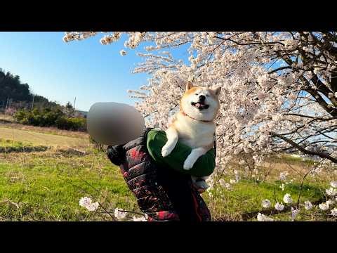 お母さんの腰のHPを無慈悲に削りつつも、満開の桜の下でお花見できてまんざらでもない柴犬