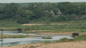 African Bush Elephant in Natural Environment in South Africa