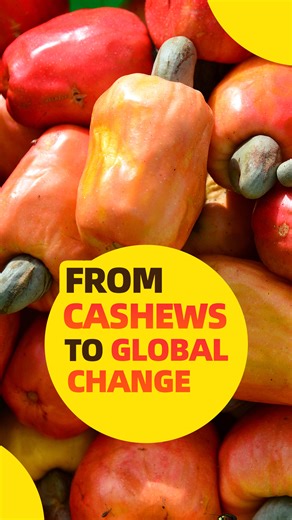 Who knew a simple nut could transform lives across continents? Thanks to the China International Import Expo (CIIE), that change is happening. Watch the video to find out more.#CIIE #Expo | Learn Chinese