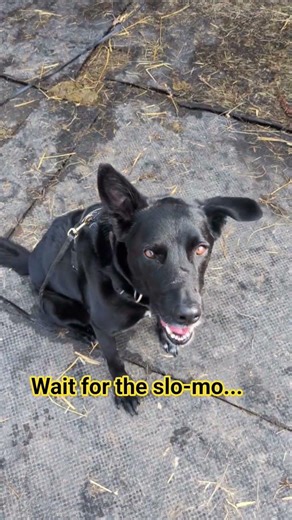 Teaching My Dog The Speak Trick (Slow Motion) | Reactive Rescue Dog