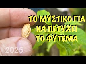 ΑΠΟ ΚΟΥΚΟΥΤΣΙ ΔΕΝΔΡΟ - πώς να δημιουργήσετε δένδρο από ένα κουκούτσι